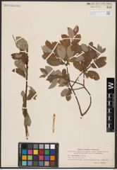 Salix bebbiana Sarg.